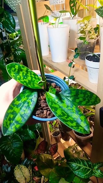 Хойя Пафиопедилум🌿 смотреть онлайн