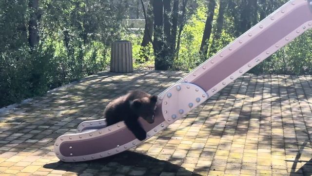 МЫ В ШОКЕ! Медведи Топа и Кнопа научились КАТАТЬСЯ С ГОРКИ! смотреть онлайн