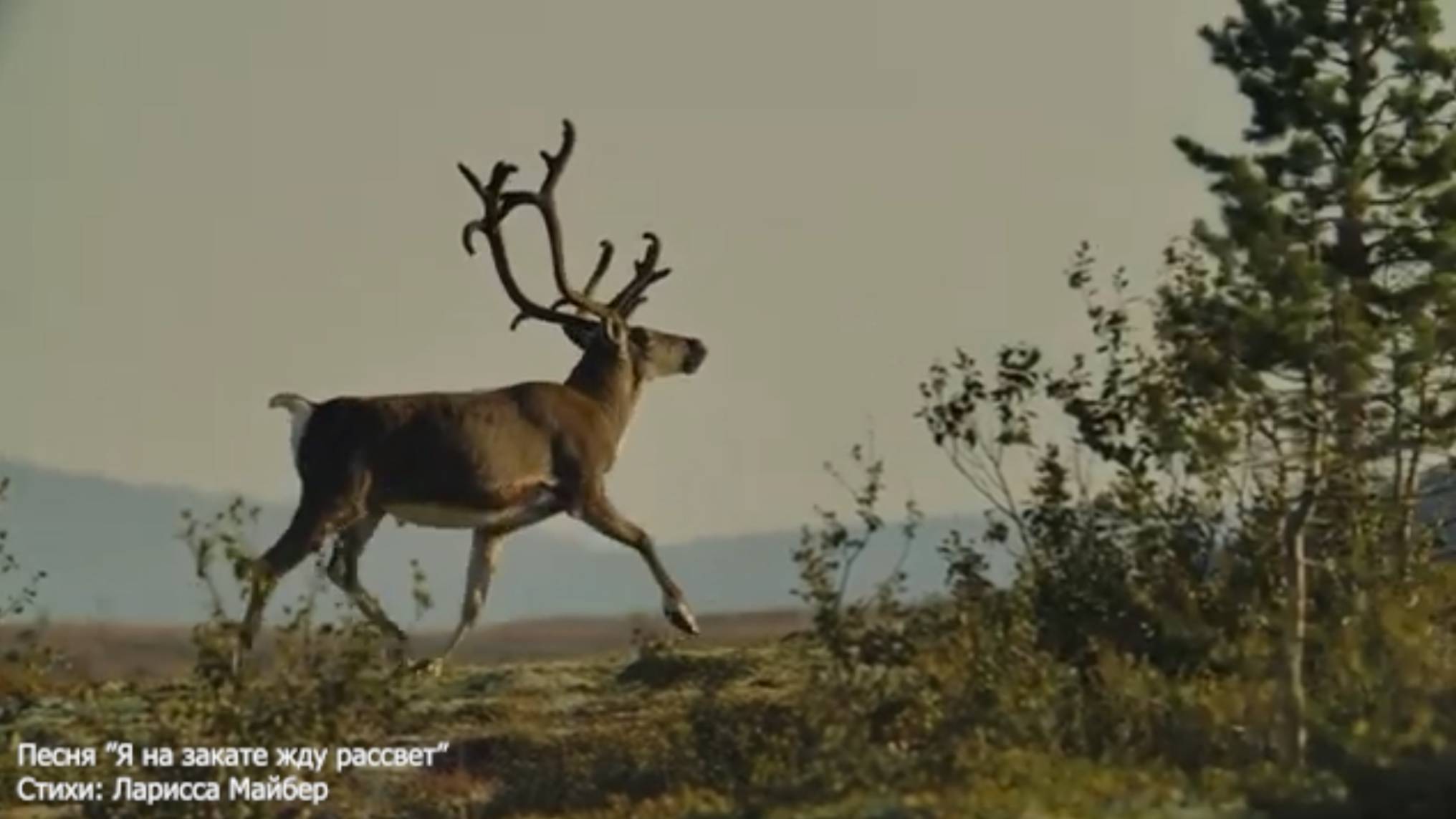 Песня "Я на закате жду рассвет". Стихи: Ларисса Майбер /Larissa Maiber/. Музыка, вокал: ИИ.