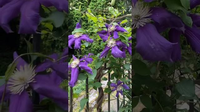 Южный сад-клематис 🌸 #сад #клематис #клематисы смотреть онлайн