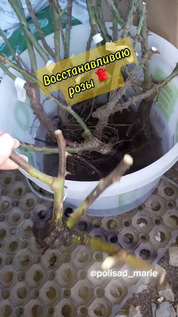 Восстанавливаю розы 🌹 #сад #садоводство #весна #дача #? смотреть онлайн