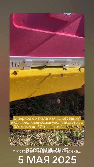 наши пчёлки смотреть онлайн