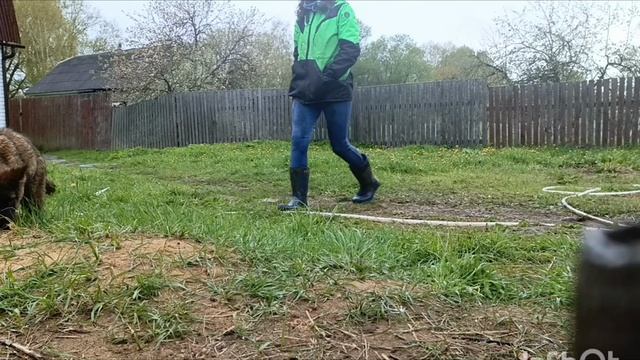 щенок немецкой овчарки. Дик Найт Эль'Тайм Ликан ,3,5 месяца смотреть онлайн