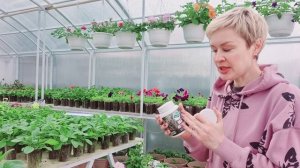 Срочно сделай так, если рассада перестала расти (остановилась в росте)!