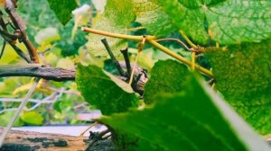 Виноград на балконе собрала и обрезала лозу.Севастопо