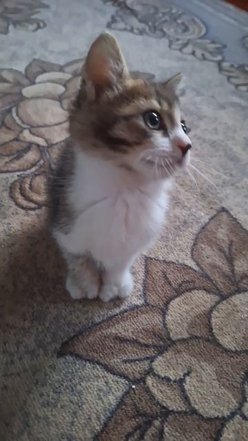 Тишка🐱🐱🐱 #flowers #фотосессияlovestory #horse #musicalinstrumental смотреть онлайн