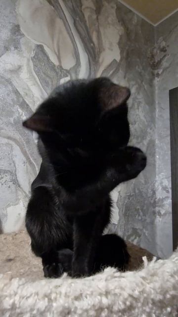 малыш устал❤️ #cat #котики #котята #кот #кошка #забавные? смотреть онлайн