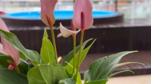 Мужское Счастье, Антуриум Лилли