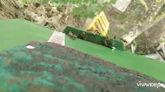 Проверка ловушек для пчел. Первый рой. Пчёлки дома! 7 июня 2020 смотреть онлайн