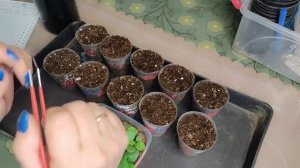 Пикирую петхоа и петунию. Сеянцы растут, как на дрожжа?