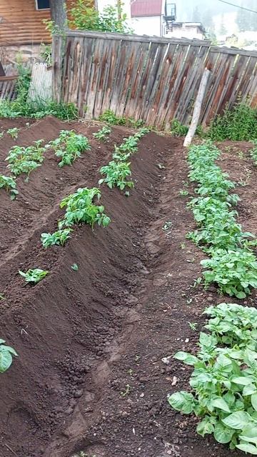 КАРТОШКУ ОКУЧИВАЮ. СРЕДА. | ⟨03.07.2024⟩ | 16:38 смотреть онлайн