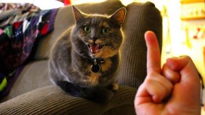 ПОДБОРКА ПРИКОЛОВ Я РЖАЛ ДО СЛЕЗ, ЛУЧШИЕ ПРИКОЛЫ 2025 СМЕШНЫЕ ВИДЕО, ДЕВУШКИ , ПОДБОРКА  ПРИКОЛОВ