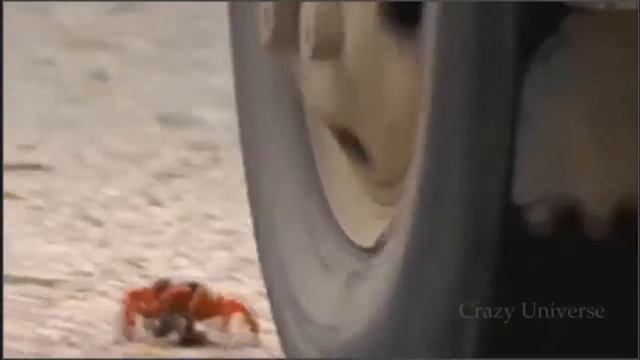 Lucky Animals / Везучие животные / Обман смерти / Лучшие приколы / Приколы!!!!