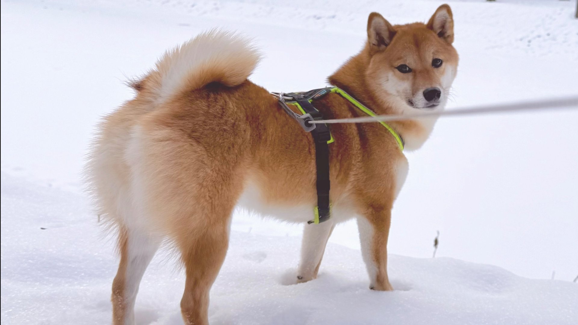 Как научить сиба-ину команде "Нельзя" смотреть онлайн