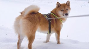 Как научить сиба-ину команде "Нельзя"