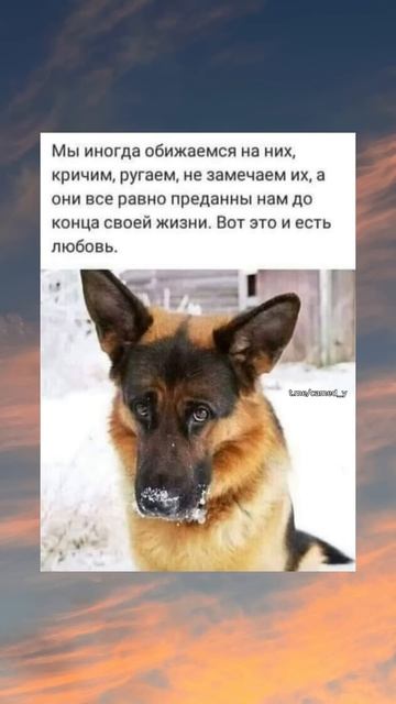 Мы ругаем их, но они все равно преданны нам до конца жи? смотреть онлайн