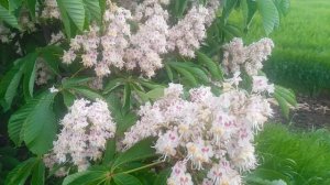 Цветёт каштан