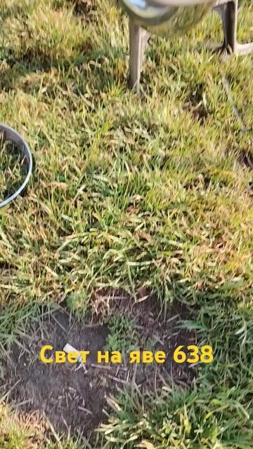 Яркий свет для явы 638 смотреть онлайн