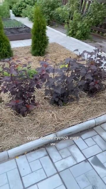 152. 17.07.2024 #сад #огород #дача #теплица #рассада #пузырепло смотреть онлайн