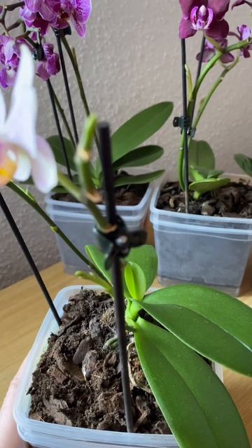 Мини орхидея начала активный весенний рост #orchid #orchidsgar смотреть онлайн