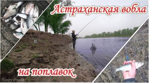 Рыбалка на поплавочную удочку в проводку. Ловля леща и воблы в Астрахани в апреле