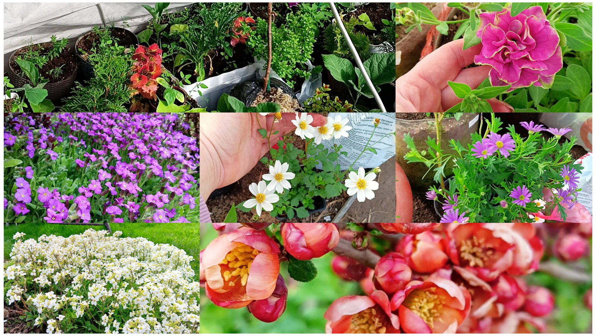 11 мая. В саду красиво, но очень холодно. Обстановка в теплице после отсутствия. Новые цветы. смотреть онлайн