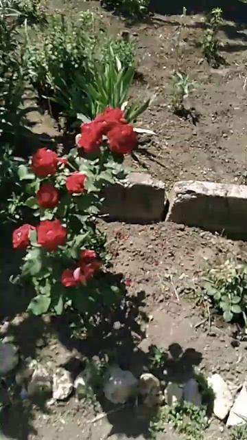 #Розы мои любимые #перестал женщинам дарить!и дома уже смотреть онлайн