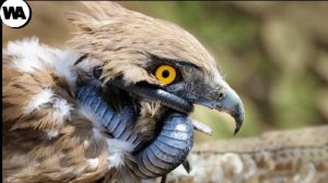 Когда Жертва Переходит в Режим Берсерка и Превращается в Хищника