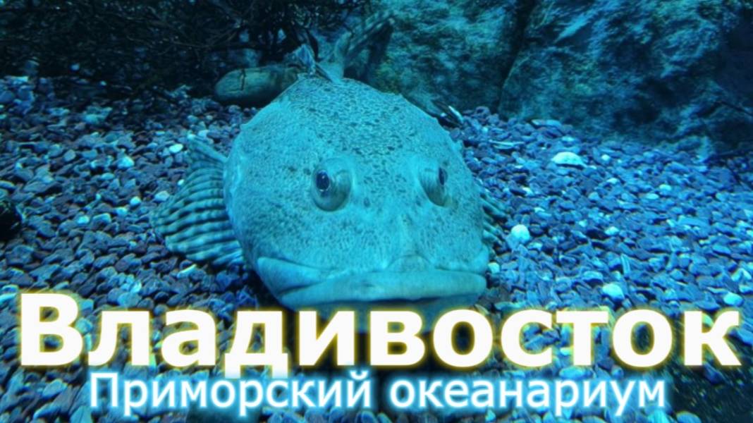 Владивосток. Приморский океанариум.