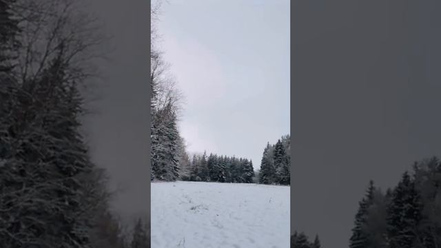 Прогулка по лесу🌲хоть немного отвлеклась от домашних дел, спасибо мужу за его понимание ❤️🙏 смотреть онлайн