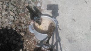 Скворцы
Птица