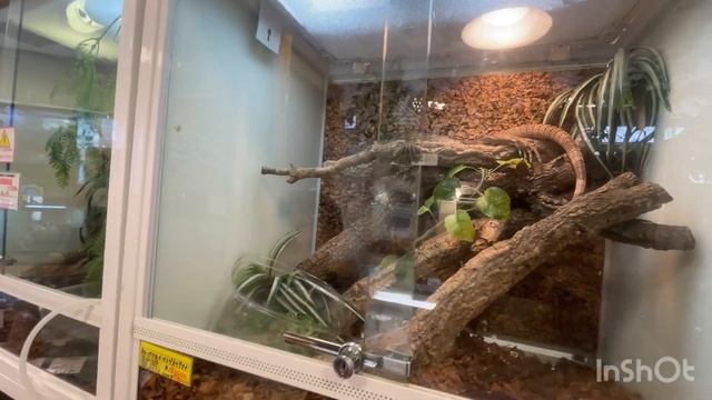 Как танцуют японцы. Фестиваль. Ребёнок оседлал маму. П? смотреть онлайн