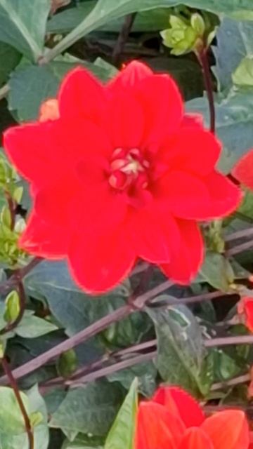 Цветочная клумба в г.Царникава Адажской волости в Лат?