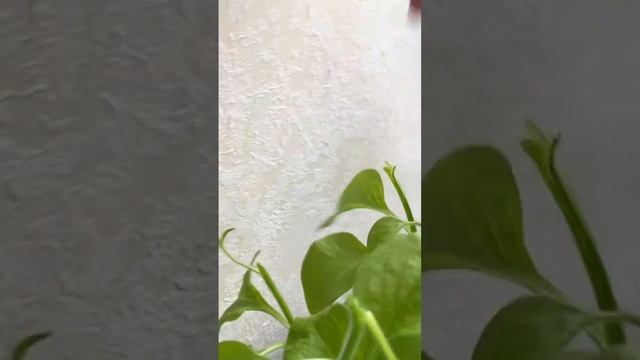 Формируем кустик. #петунии #сад #садоводничество #горт? смотреть онлайн