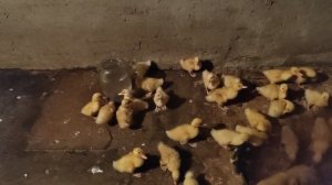 содержание утят в домашних условиях 🦆🦆🦆