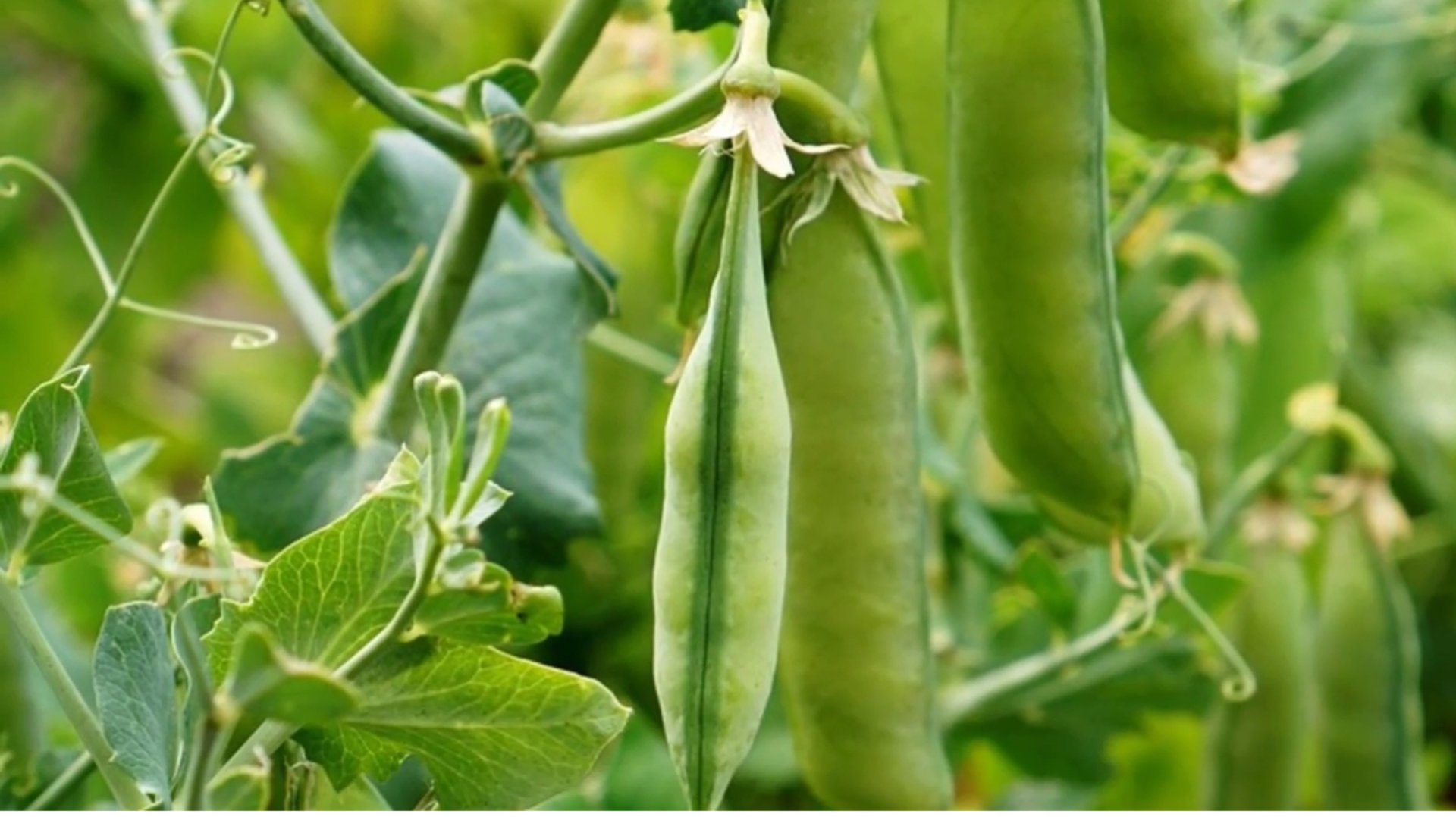 Посадка ГОРОХА пошагово. КАК сажать горох. Выращивание гороха. смотреть онлайн