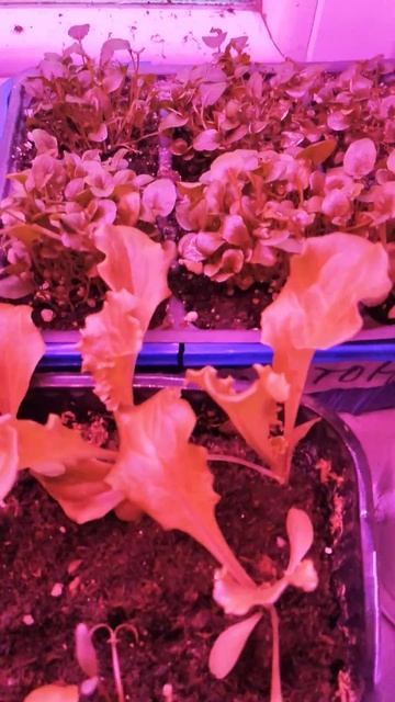 Растишки мои 🌱☺️ растут жду не дождусь весны ☺️#сад