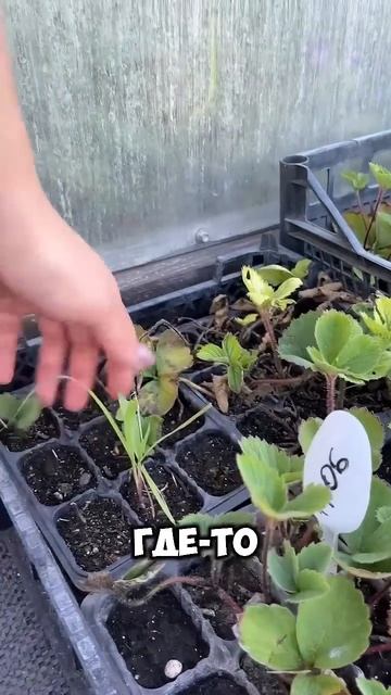 Хотите быстро укоренить усы клубники?