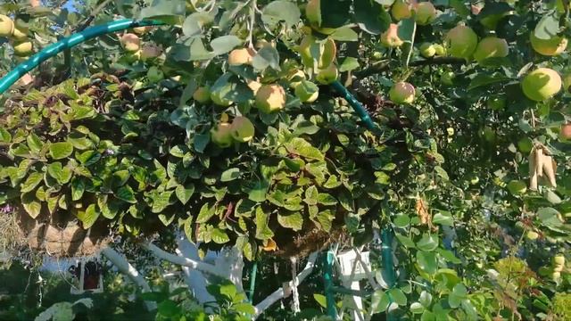 Я в них влюблена несколько лет. Точно не откажусь, уже ? смотреть онлайн