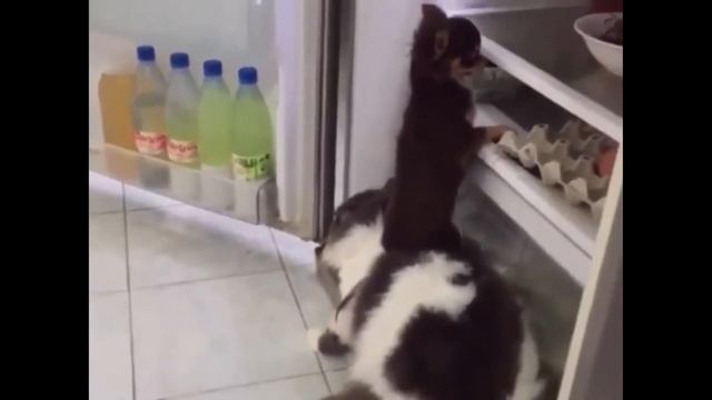Видео про котов (коты и кошки прикольное видео) смотреть онлайн