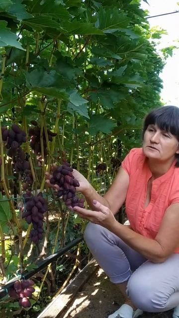 Сорт Красотка в Сибири #виноград #выращиваниевиноград смотреть онлайн