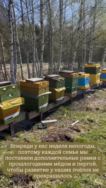 Кормим в холода пчел смотреть онлайн