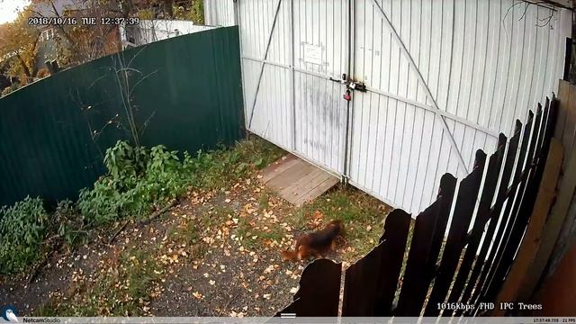 Побег из курятника 2 смотреть онлайн