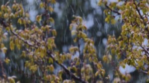 Весна, снег