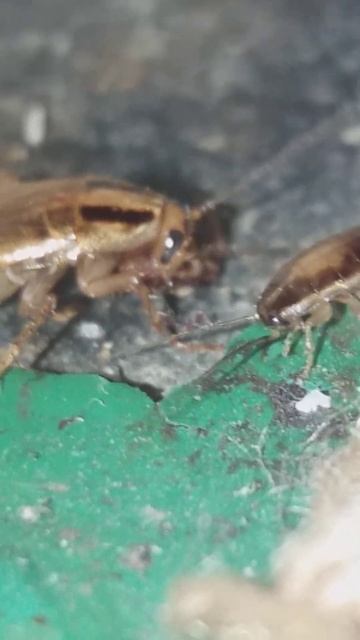 Крупным Планом (тараканы едят клопа) смотреть онлайн