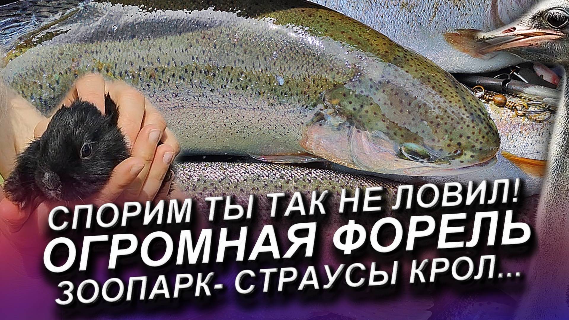 РЫБАЛКА МЕЧТЫ! СПИННИНГИ ГНУТЬСЯ В КОЛЕСО!!! смотреть онлайн