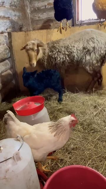 #cow #ферма #сарай #animals #семейнаяферма #животные #деревня смотреть онлайн