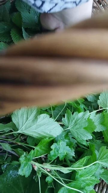 Собираю лесные травы. Мать-и-мачеха - от кашля. Лесная клубника и черная смородина - для чая! #май25