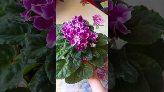 Фиалка РМ-Чудный Вечер! смотреть онлайн