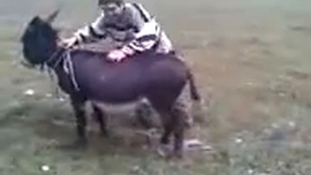 Как надо заводить осла. смотреть онлайн